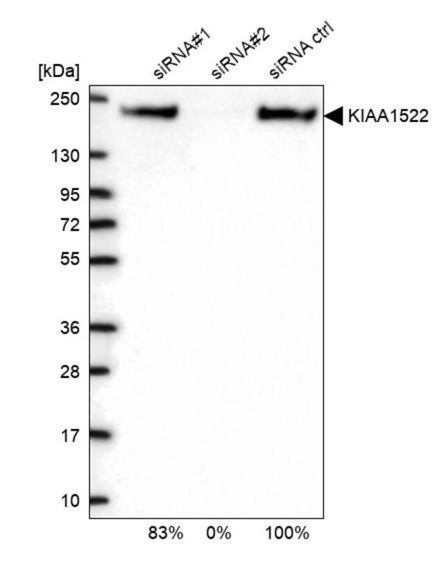 Anti-KIAA1522 antibody produced in rabbit