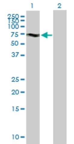 Anti-KIF19 antibody produced in mouse