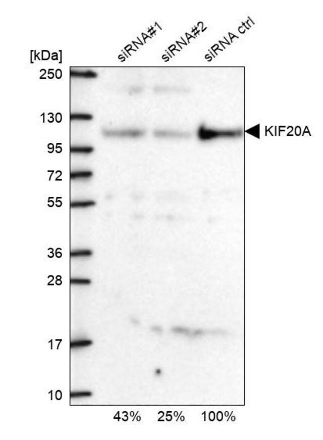 Anti-KIF20A antibody produced in rabbit