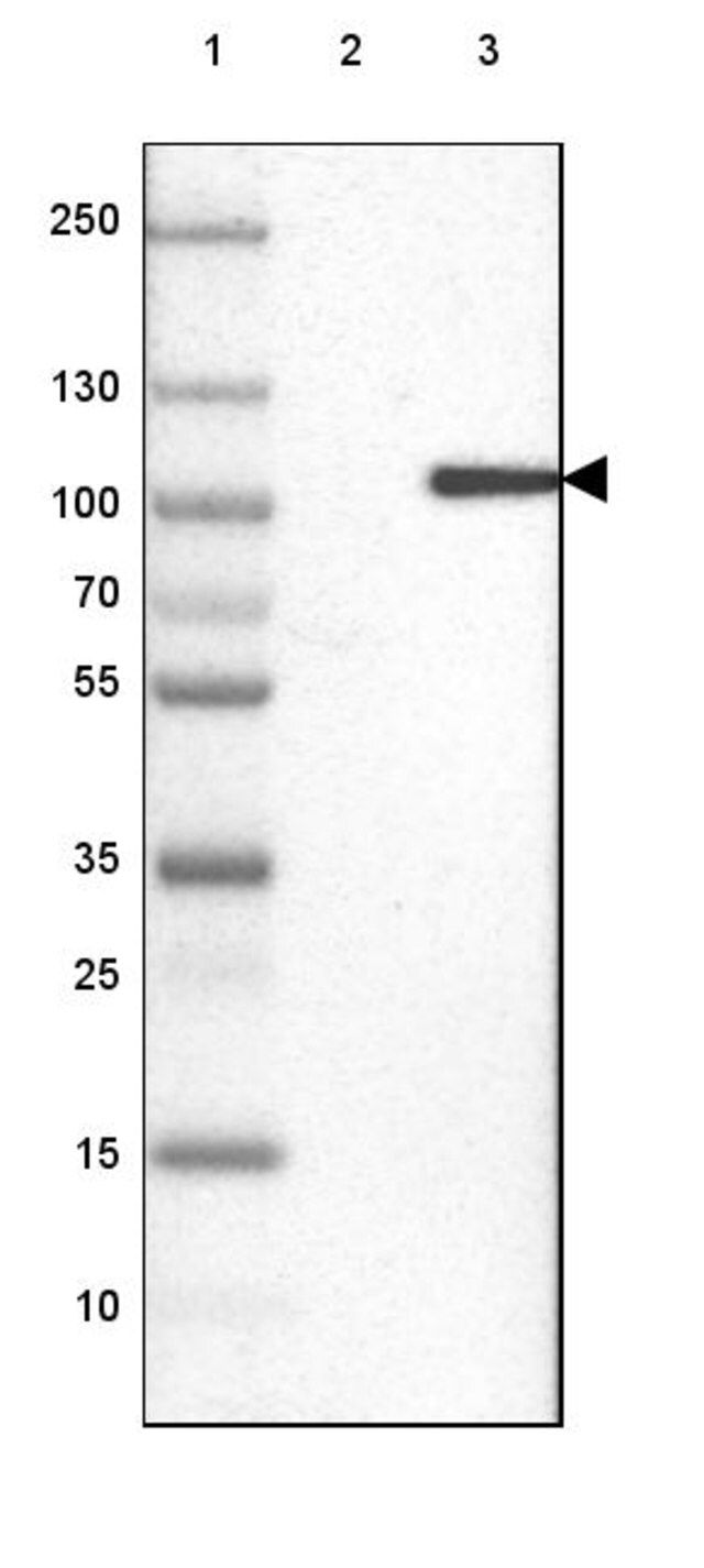 Anti-KIF9 antibody produced in rabbit