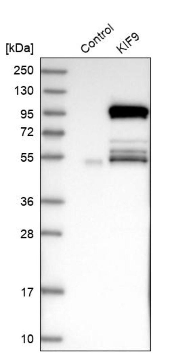 Anti-KIF9 antibody produced in rabbit