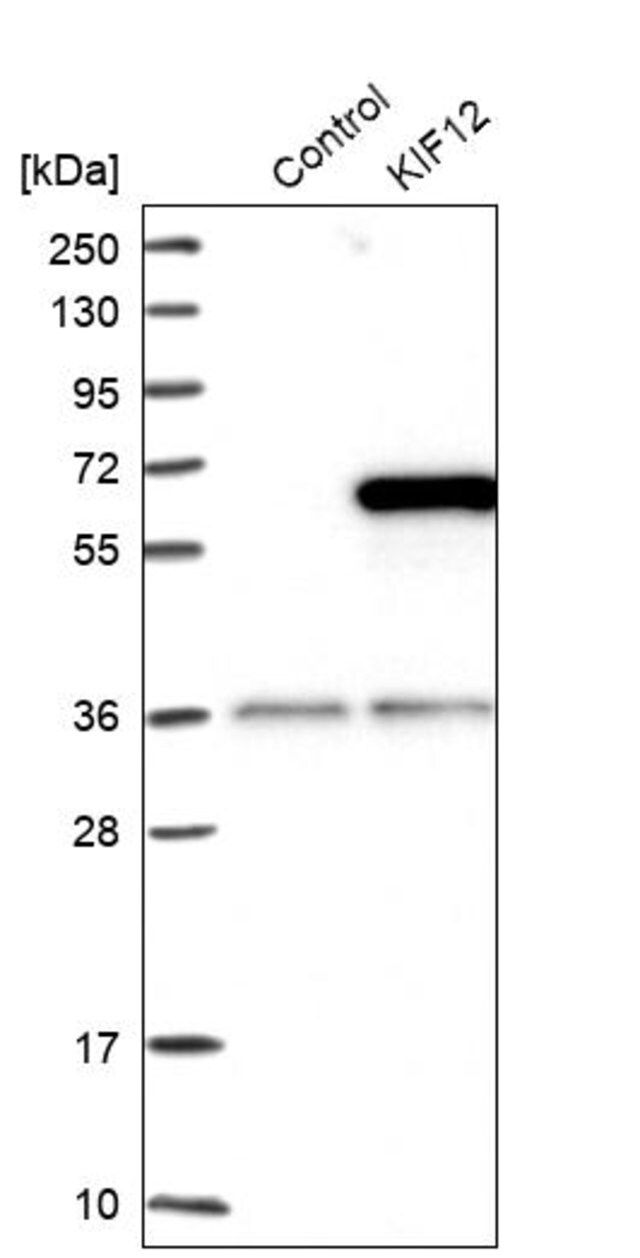 Anti-KIF12 antibody produced in rabbit