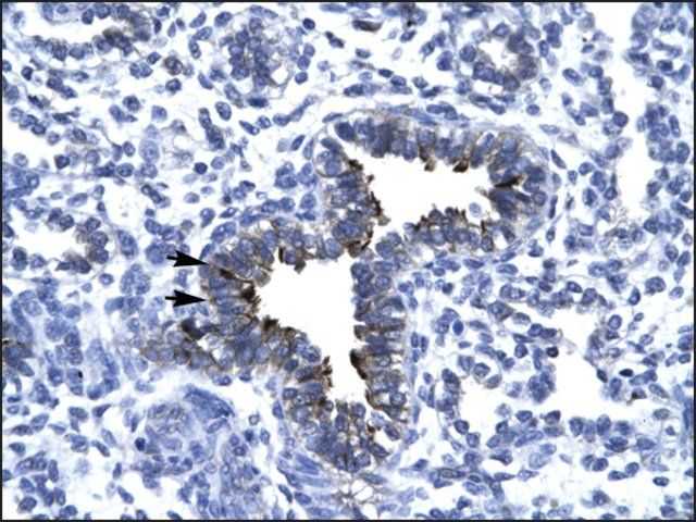 Anti-KIF5A antibody produced in rabbit