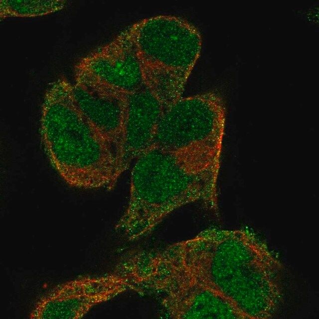 Anti-KIF5A antibody produced in rabbit