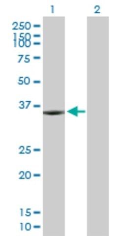 Anti-KIF6 antibody produced in mouse