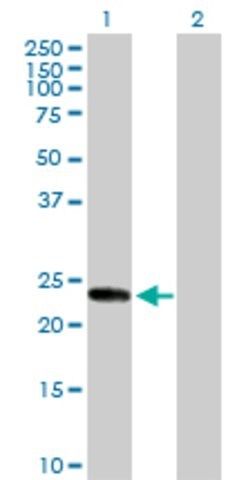 Anti-KIF26A antibody produced in rabbit