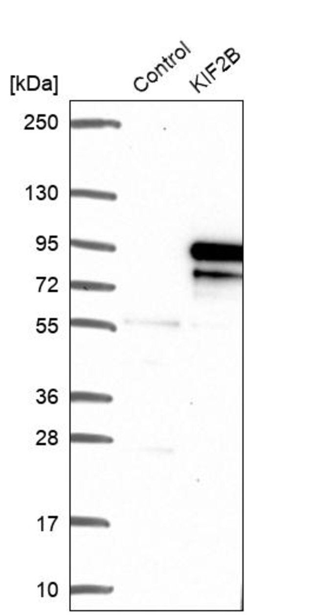 Anti-KIF2B antibody produced in rabbit