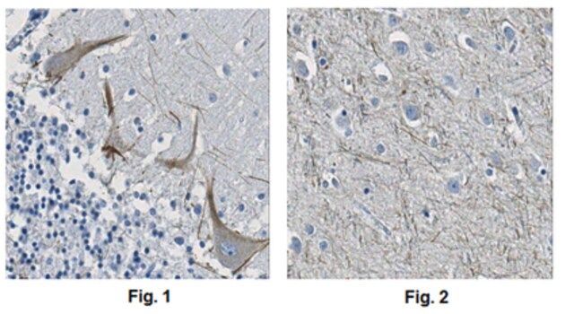 Anti-KIF3A Antibody, clone 4F9.1