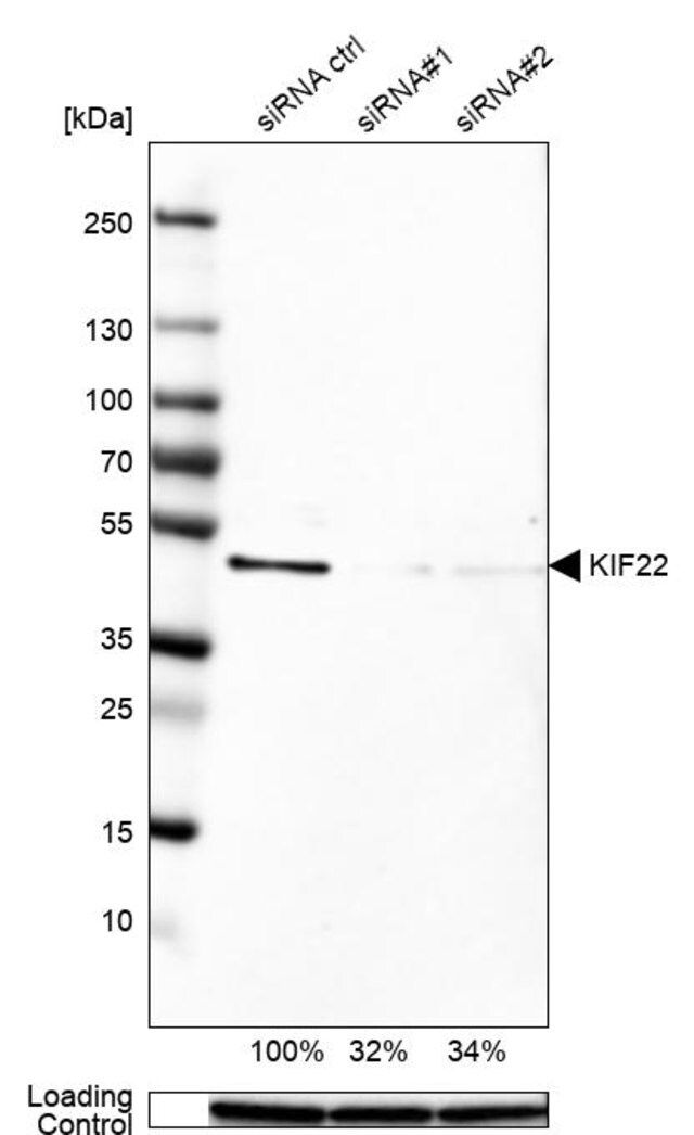 Anti-KIF22 antibody produced in rabbit