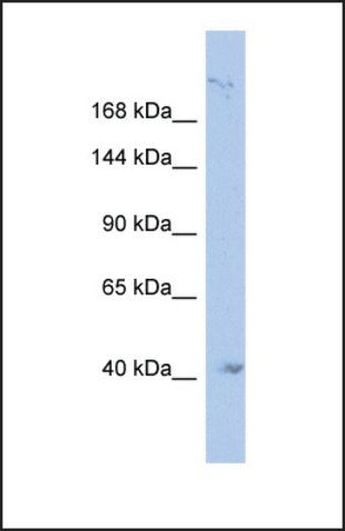 Anti-KIF1A, (N-terminal) antibody produced in rabbit