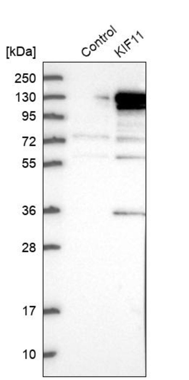 Anti-KIF11 antibody produced in rabbit