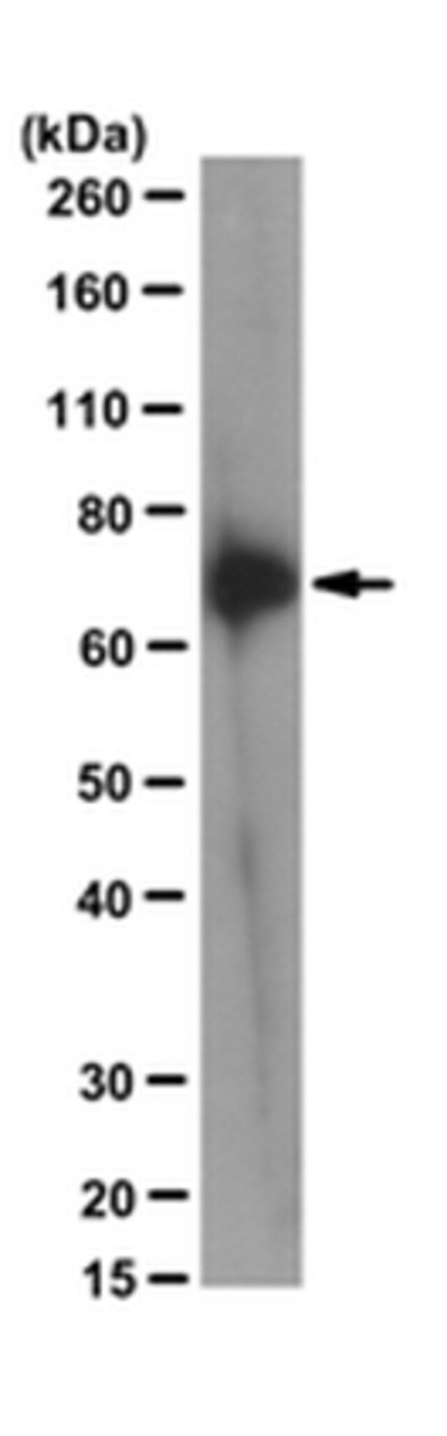 Anti-Kindlin-3 Antibody, clone 181A