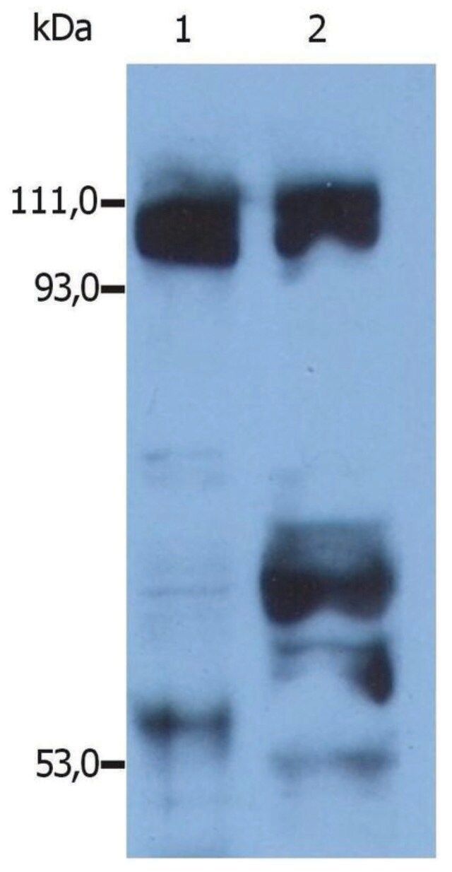 Anti-Kinesin antibody produced in rabbit