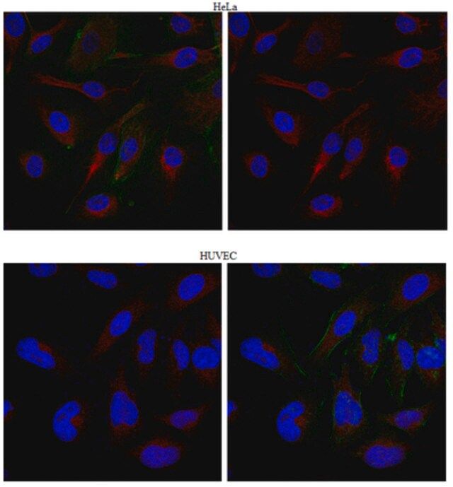 Anti-Kinesin-like protein KIFC3 Antibody