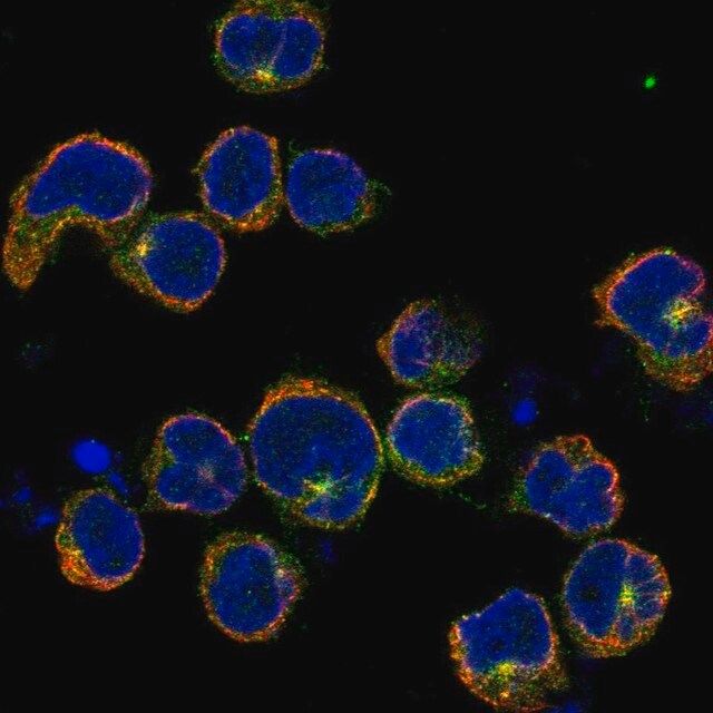 Anti-KIRREL2 antibody produced in rabbit