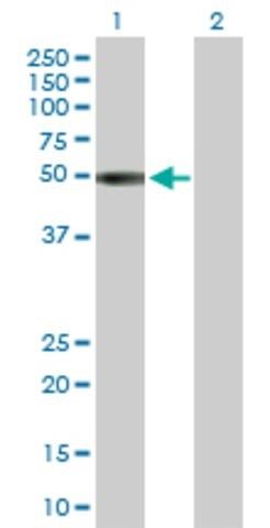 Anti-KIR2DL1 antibody produced in rabbit