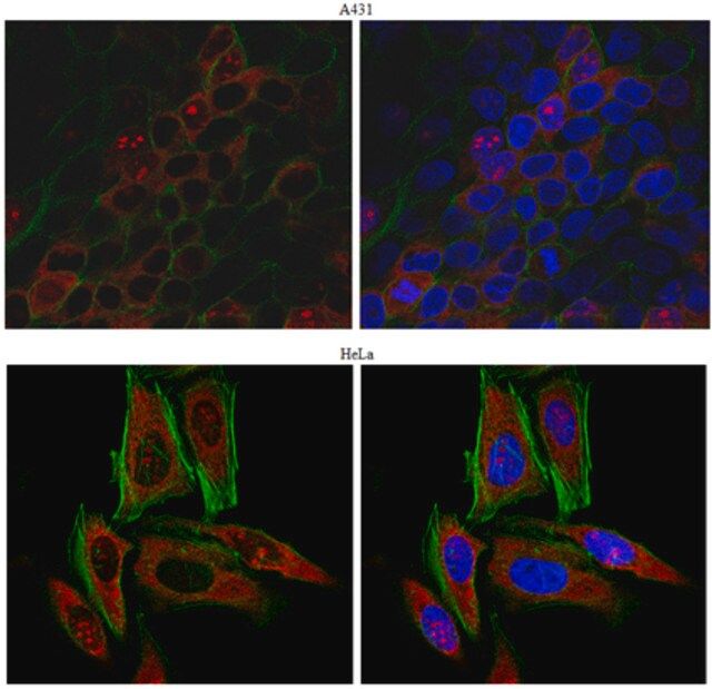 Anti-Kinectin Antibody