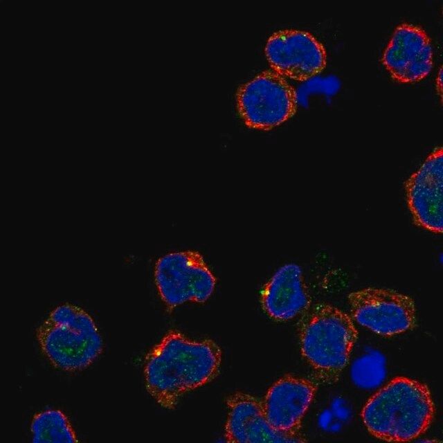 Anti-KIRREL2 antibody produced in rabbit