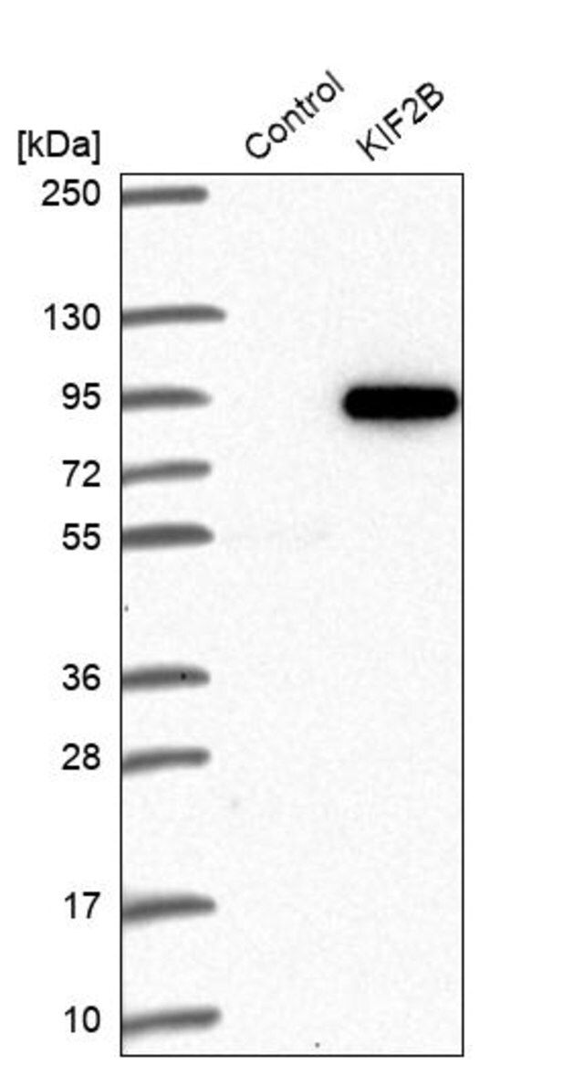 Anti-KIF2B antibody produced in rabbit