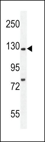 ANTI-KIF5C-2 antibody produced in rabbit