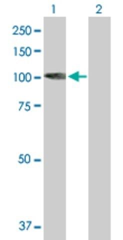 Anti-KIF3C antibody produced in mouse