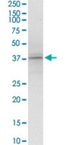 Anti-KIR2DL4 antibody produced in rabbit