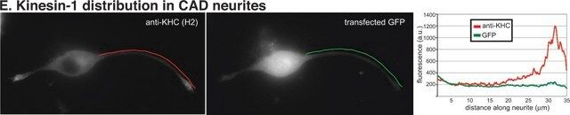 Anti-Kinesin Antibody, heavy chain, a.a.420-445, clone H2