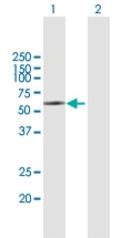 Anti-KIR2DL5A antibody produced in mouse