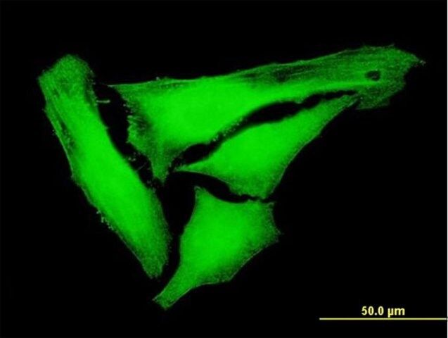 Anti-KIFC3 antibody produced in mouse