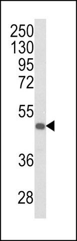 ANTI-KIR3DS1 (C-TERM) antibody produced in rabbit