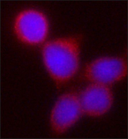 Anti-Kindlin-1 antibody, Mouse monoclonal