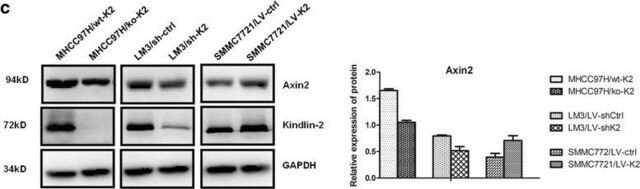 Anti-Kindlin-2 Antibody, clone 3A3