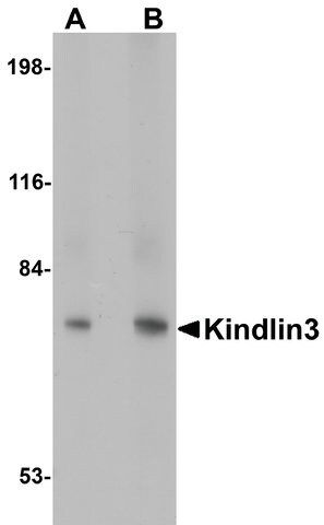 Anti-KINDLIN3 antibody produced in rabbit