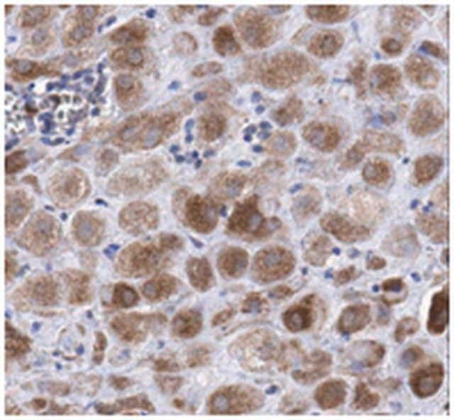 Anti-KLF6 Antibody, clone 12A8.3