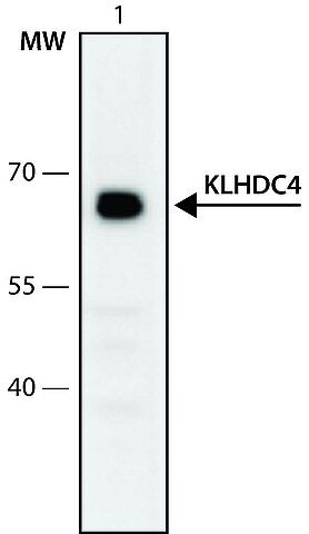 Anti-KLHDC4 (336-349) antibody produced in rabbit