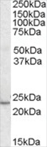 Anti-KLF16/DRRF antibody produced in goat