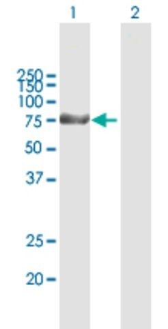 Anti-KLHL1 antibody produced in mouse