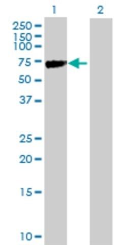 Anti-KLHL2 antibody produced in mouse