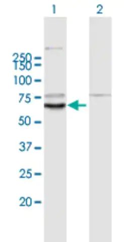 Anti-KLHL10 antibody produced in mouse