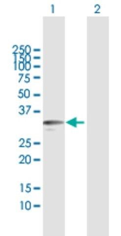 Anti-KLK9 antibody produced in mouse