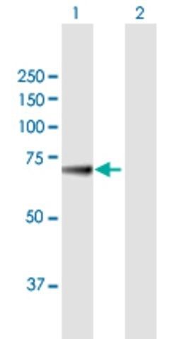 Anti-KLHL36 antibody produced in mouse