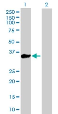 Anti-KLHL3 antibody produced in mouse