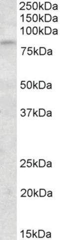 Anti-KLHL6 antibody produced in goat