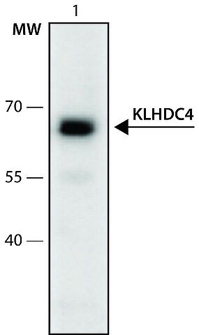 Anti-KLHDC4 (141-155) antibody produced in rabbit