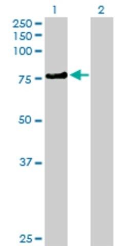 Anti-KLHL4 antibody produced in mouse