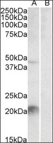 Anti-Klk6 (C-terminal) antibody produced in goat