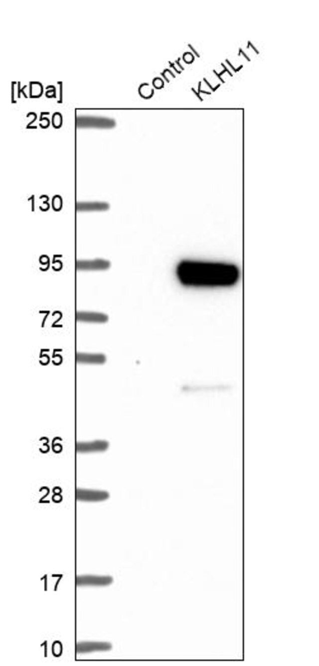 Anti-KLHL11 antibody produced in rabbit