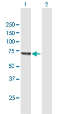 Anti-KLHL20 antibody produced in mouse