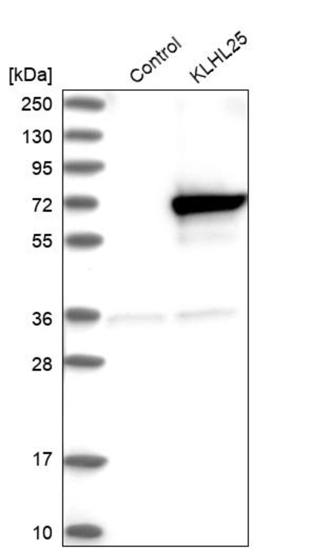 Anti-KLHL25 antibody produced in rabbit