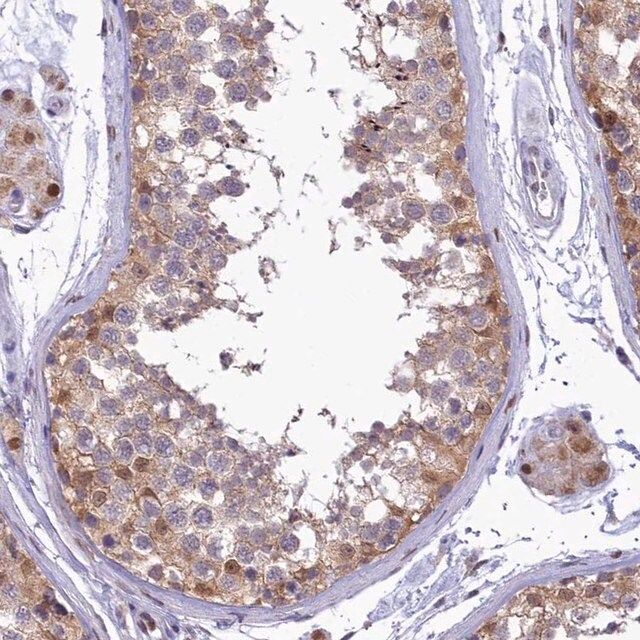 Anti-IZUMO2 antibody produced in rabbit